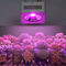 200W كامل الطيف COB LED النمو الضوء متعدد طول الموجات الألومنيوم