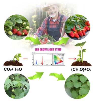 1W SMD 3030 Blue LED Grow Light Chip 440-470nm 300mA 3.0-3.4 فولت
